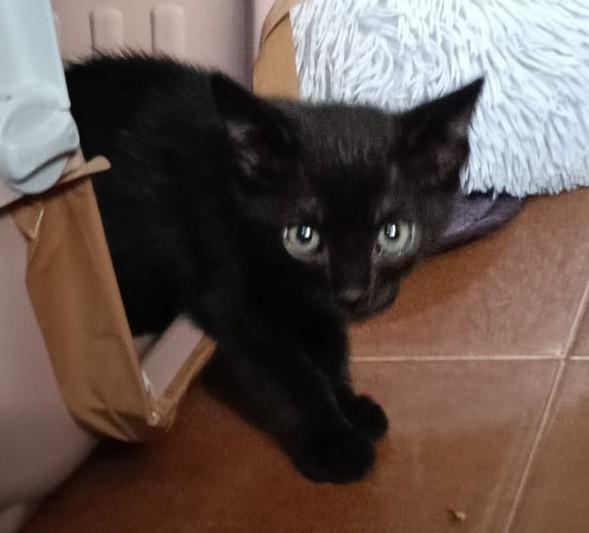 Gattini neri in Lombardia Foto 3